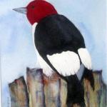 Red-Headed Woodpecker by Richard VanTieghem in Watercolor 
